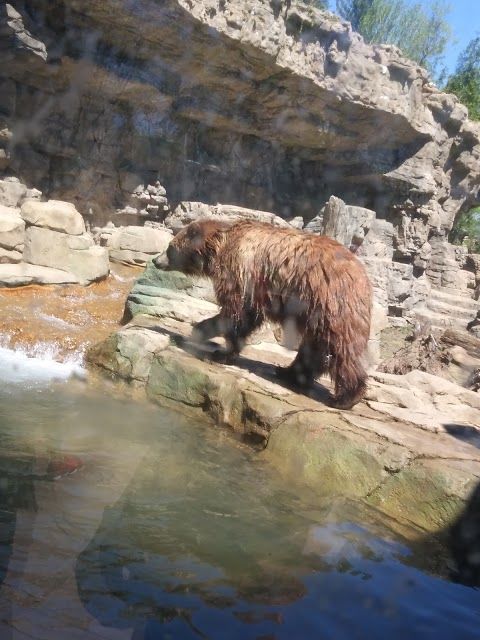 Saint Louis Zoo
